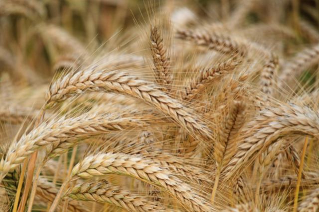 Food Grains